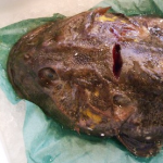 トゲカジカは”鍋こわし”と言われるほどおいしい北海道の魚!あさイチ