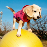 プリンちゃんはギネス記録を2つ持つビーグル犬!林先生の驚く初耳学